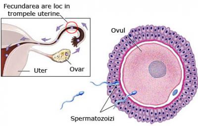 Saptamana 2 de sarcina