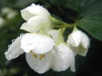  jasminka