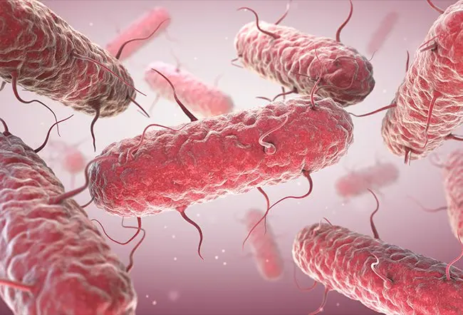 Bacteria Serratia: cat de periculoasa este si ce optiuni de tratament exista