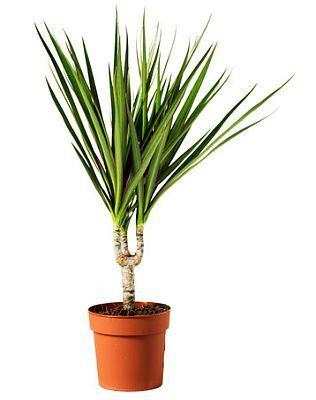 dracaena