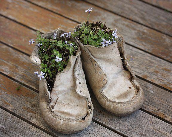 pantofi-ghivechi-plante