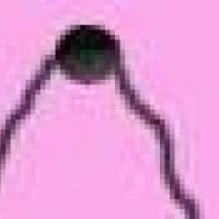 After School Veronica